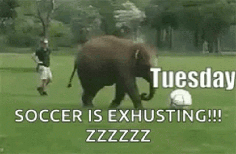 Funny Happy Tuesday Exhausted Elephant GIF
