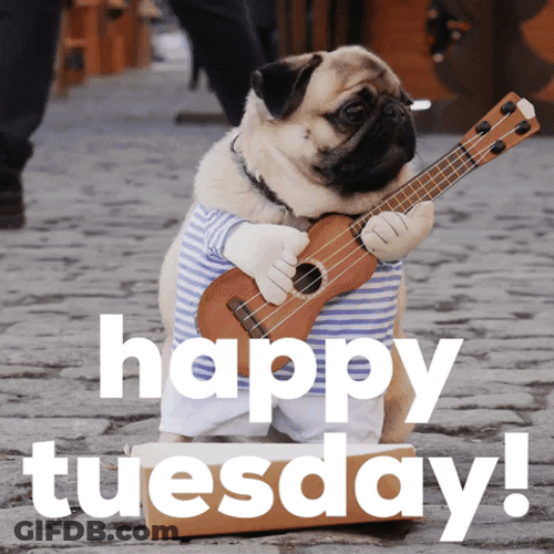 Funny Happy Tuesday Pug Playing Guitar GIF
