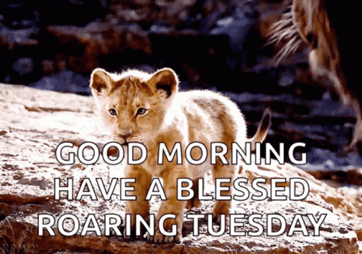 Funny Happy Tuesday Roaring Baby Lion GIF