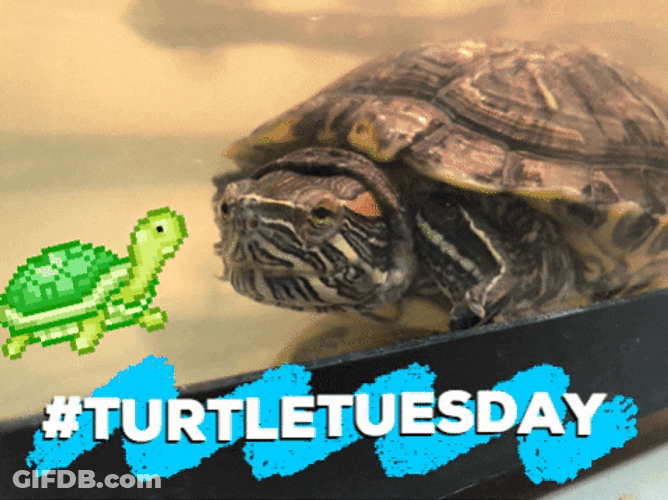 Funny Happy Turtle Tuesday Animation GIF