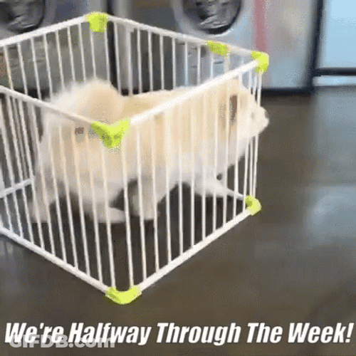 Funny Happy Wednesday Dog In Cage GIF