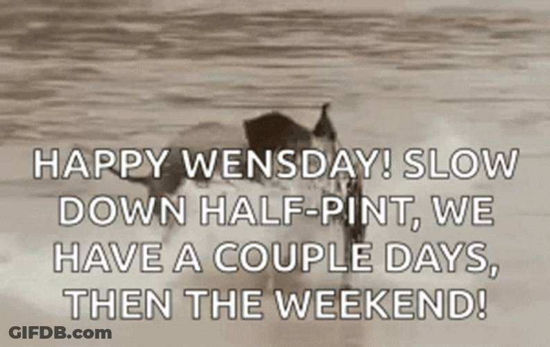 Funny Happy Wednesday Running Baby Elephant GIF