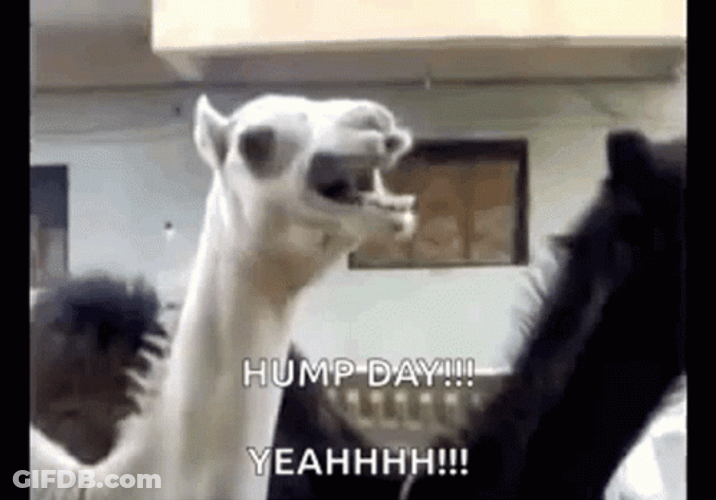 Funny Happy Wednesday Screaming Camel GIF