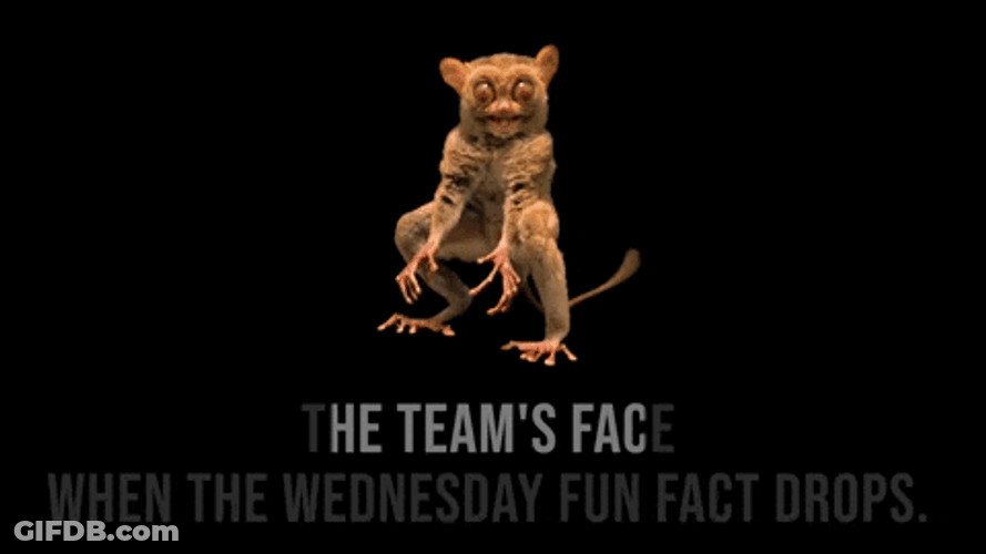 Funny Happy Wednesday Shocked Tarsier GIF