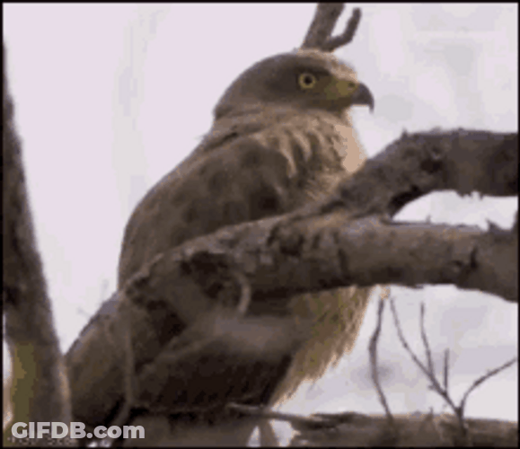 Funny Hawk Shocked Being Filmed GIF