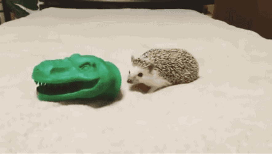 Funny Hedgehog Crocodile GIF