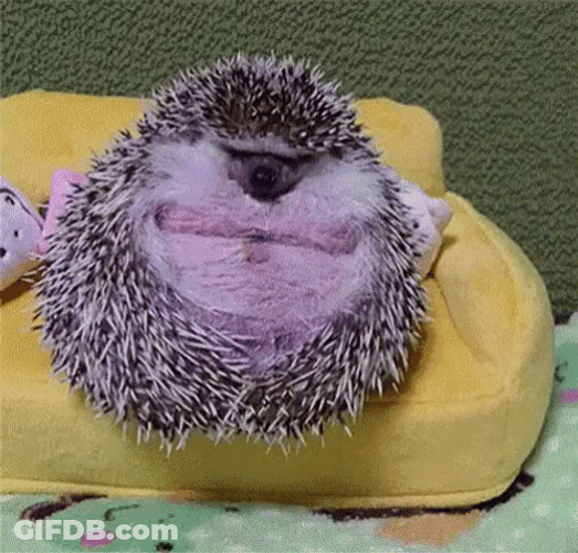 Funny Hedgehog Nap Time GIF