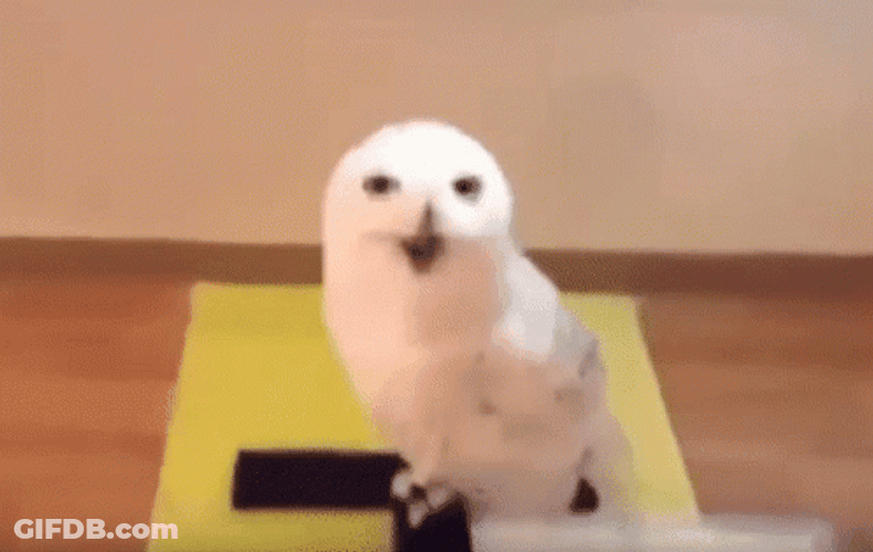 Funny Hedwig Laughing GIF