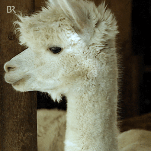 Funny Hello Alpaca GIF