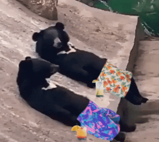 Funny Hello Bears Chilling GIF