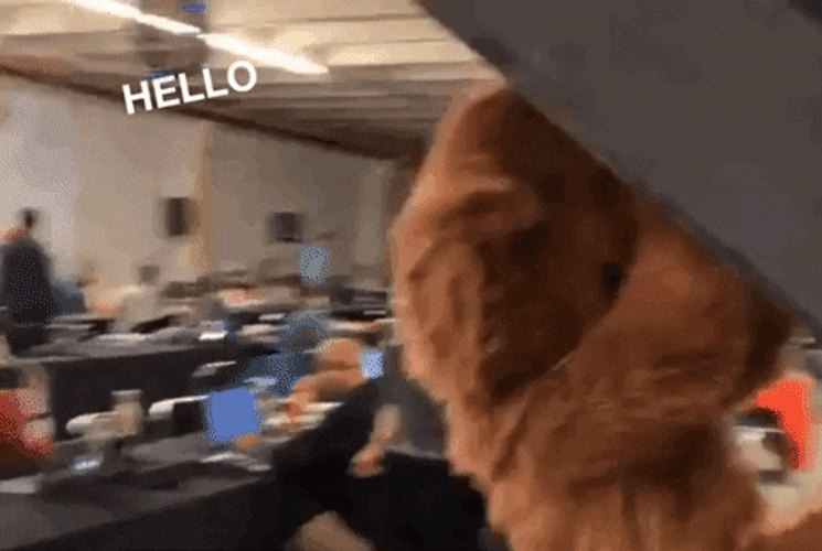 Funny Hello Bufficorn Clinging GIF