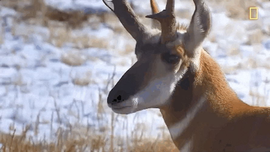 Funny Hello Nat Geo Pronghorn GIF
