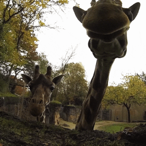 Funny Hello Oregon Zoo Giraffes GIF