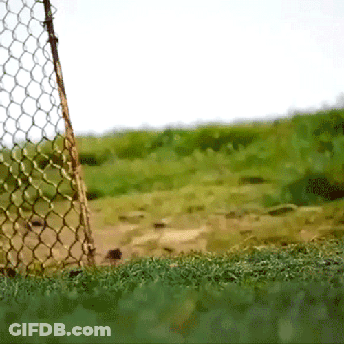 Funny Hen Wave With Human Arm GIF
