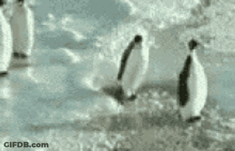 Funny Hitting Penguin GIF