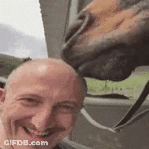 Funny Horse Bald Head Lick GIF