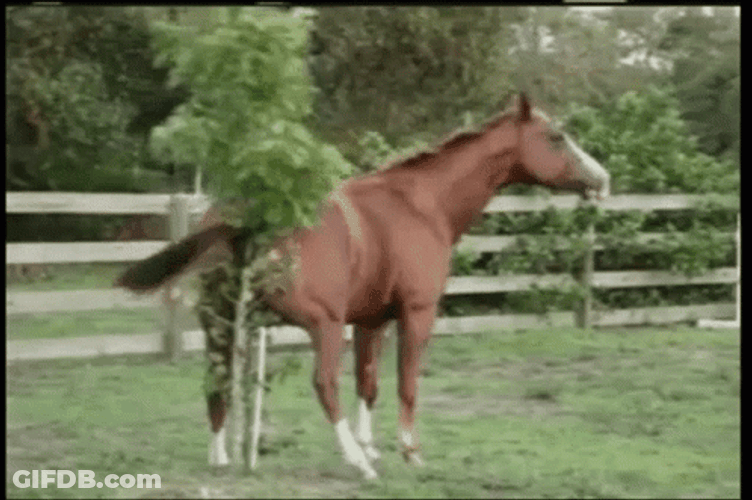 Funny Horse Behind Scratch GIF