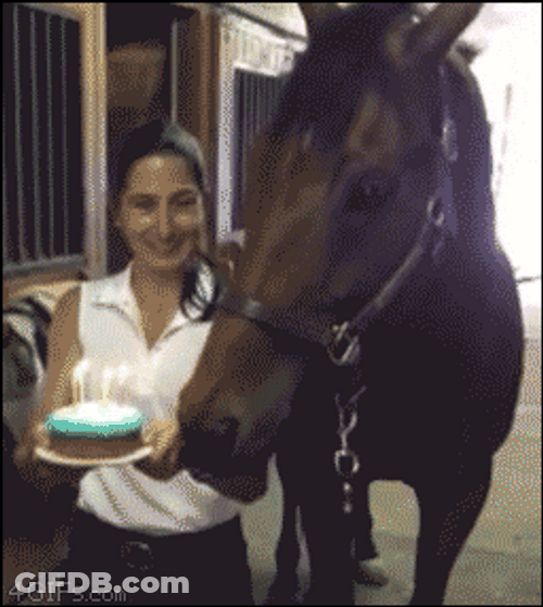 Funny Horse Blowing Cake GIF