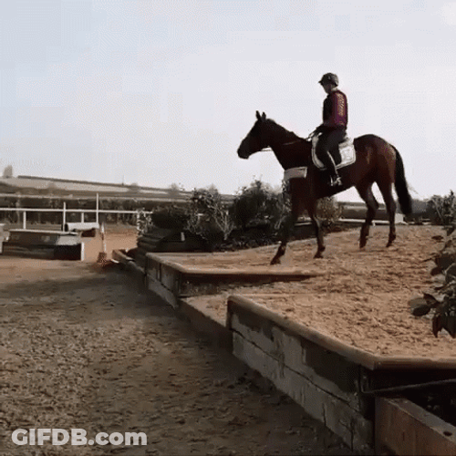 Funny Horse Buck Fall GIF