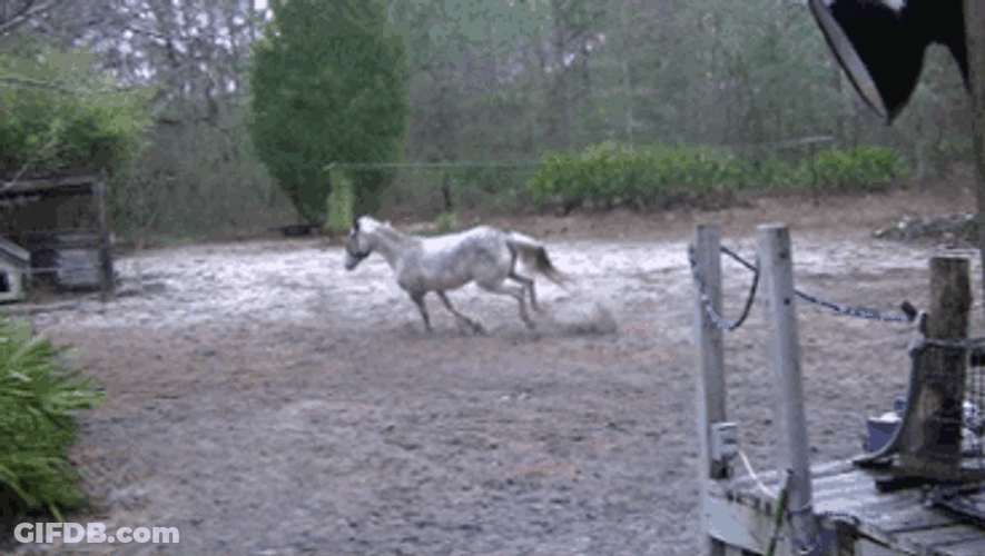 Funny Horse Bucking GIF