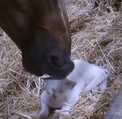Funny Horse Cat Lick GIF