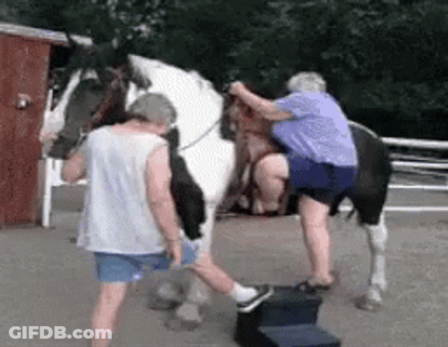 Funny Horse Climb Fail GIF