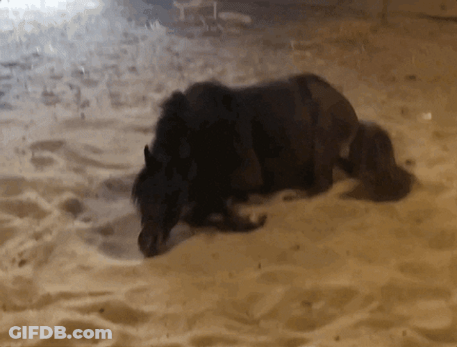Funny Horse Cute Rolling GIF