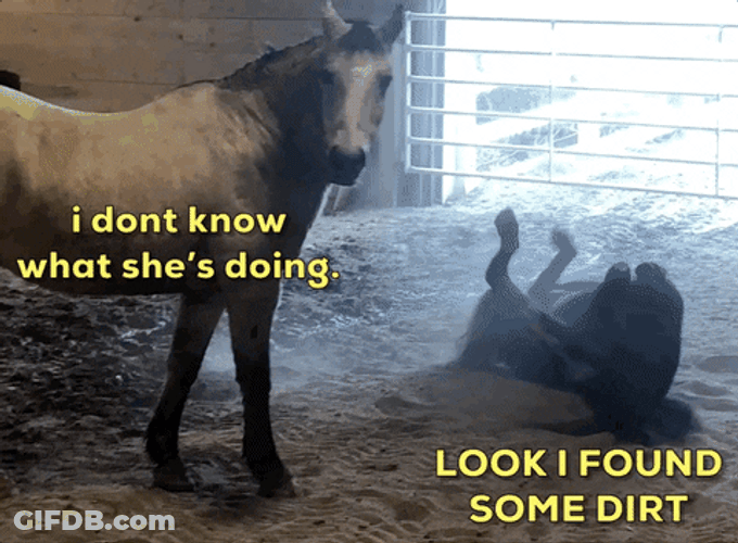 Funny Horse Dirt Rolling GIF