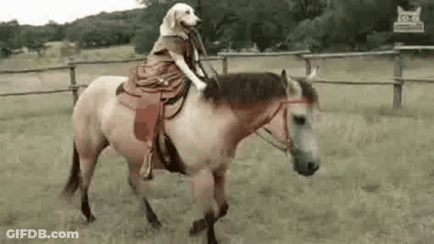 Funny Horse Dog Riding GIF