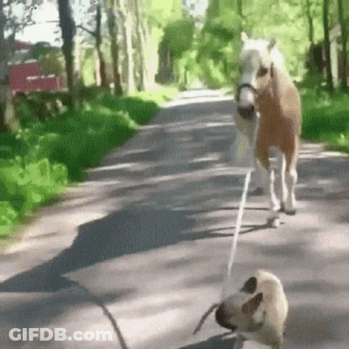 Funny Horse Dog Walking GIF