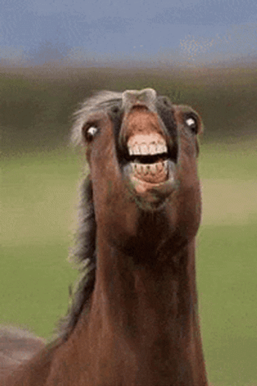 Funny Horse Face Loop GIF