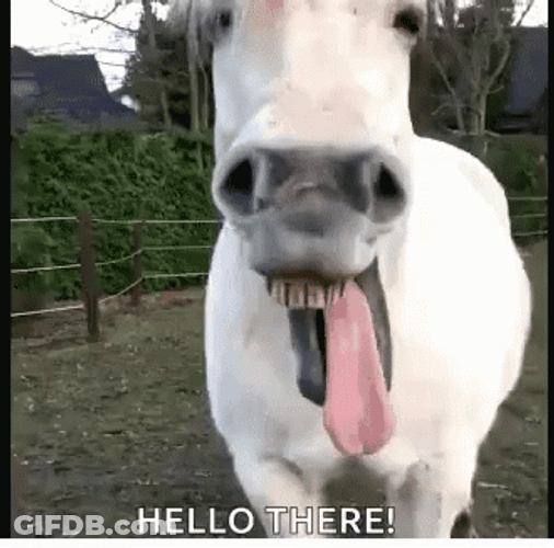 Funny Horse Goofy Hello GIF