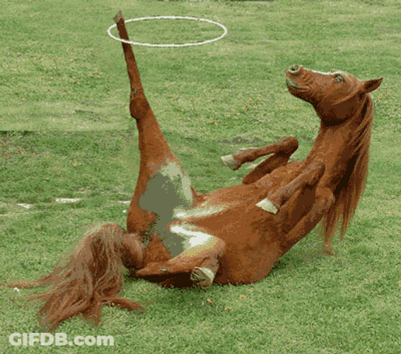 Funny Horse Hula Hoop GIF