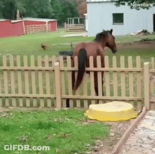 Funny Horse Itchy Scratch GIF