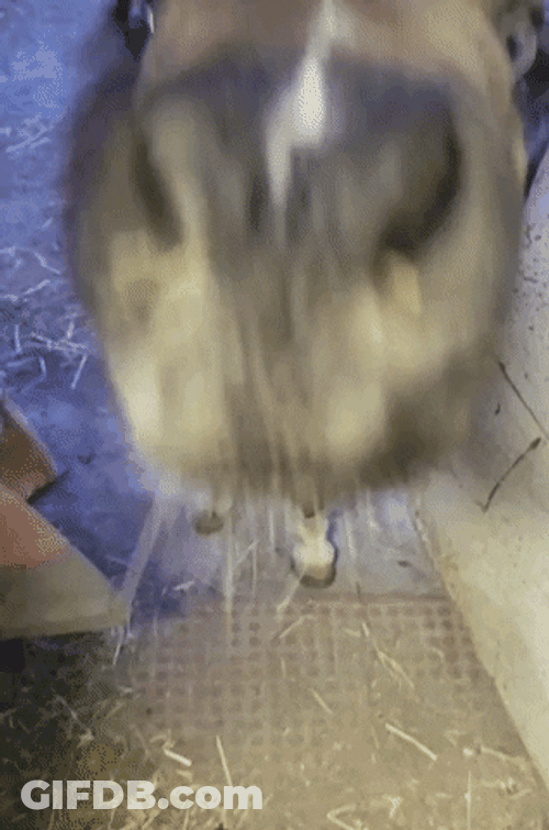 Funny Horse Nodding GIF