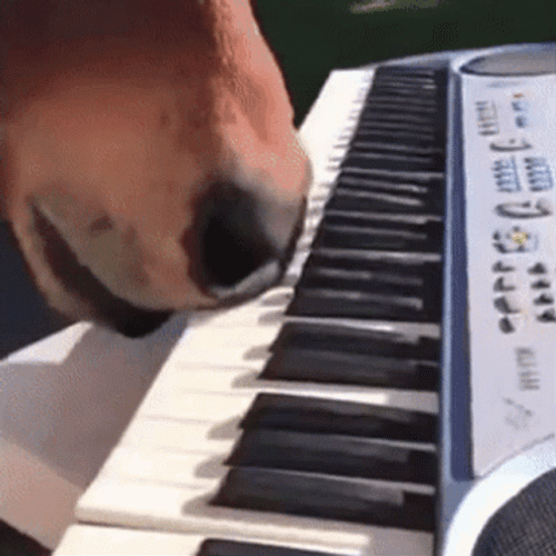 Funny Horse Nose Playing Piano GIF