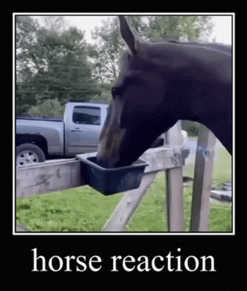 Funny Horse Reaction GIF