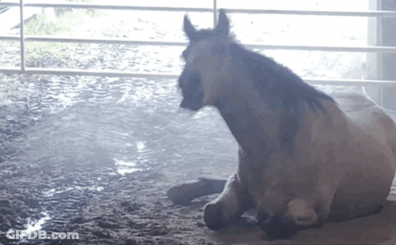 Funny Horse Shake It Off GIF