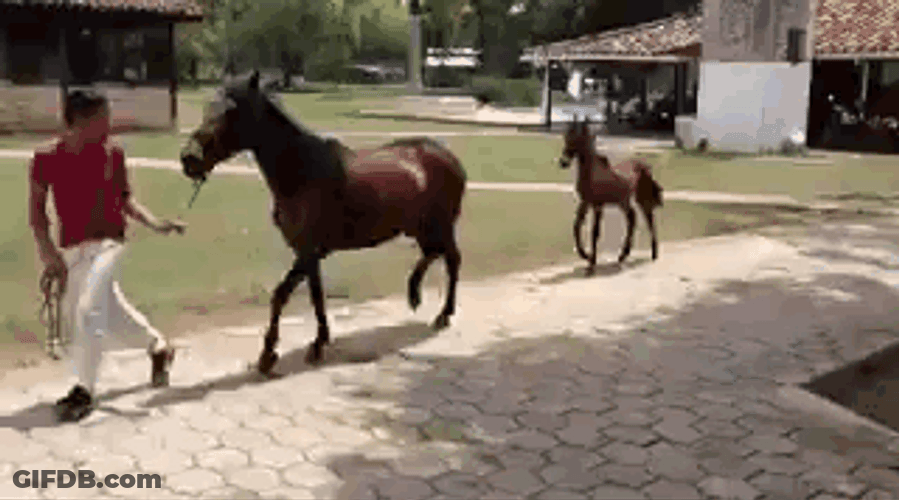 Funny Horse Tiptoe GIF