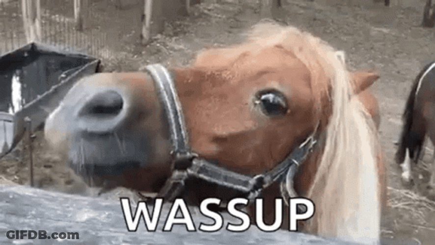 Funny Horse Wassup GIF