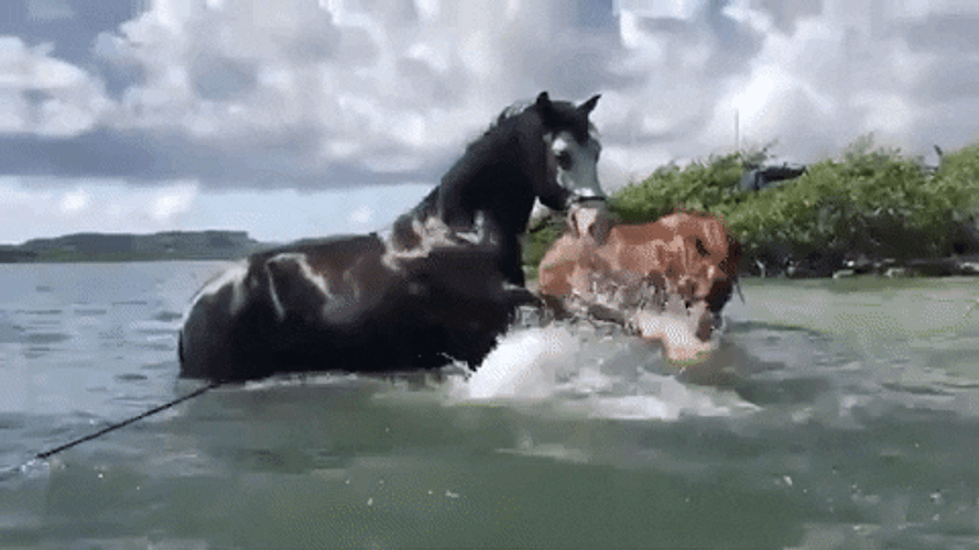 Funny Horse Water Splash GIF