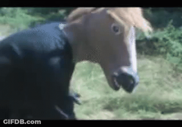 Funny Horse What Turn Head GIF