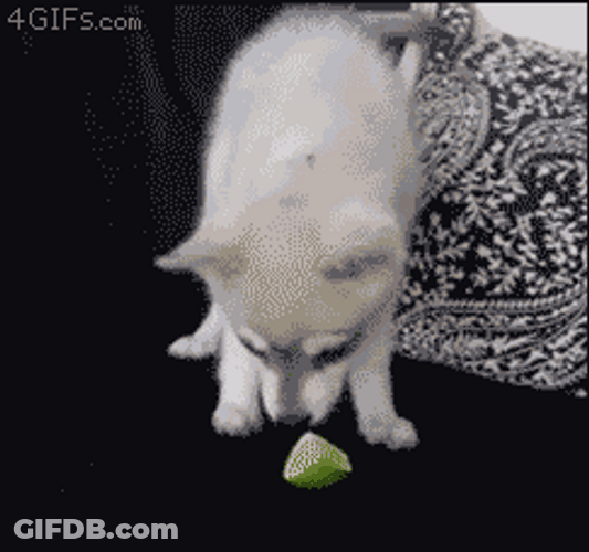 Funny Hyper Dog Lick Lemon GIF