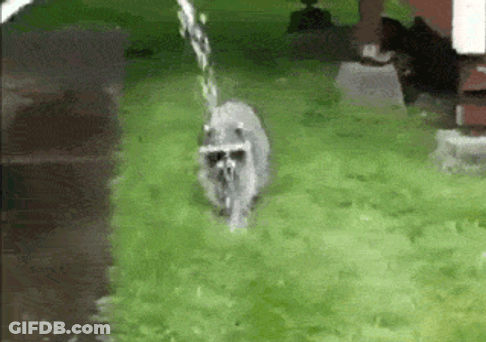 Funny Impatient Racoon GIF