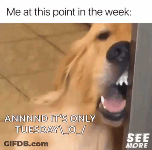 Funny It's Only Tuesday Dog Silly Face GIF