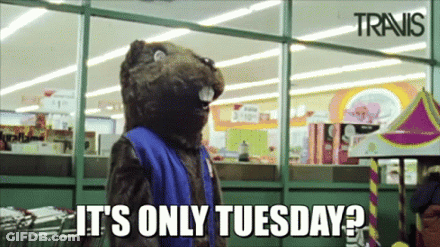 Funny It's Only Tuesday Travis Hedgehog GIF