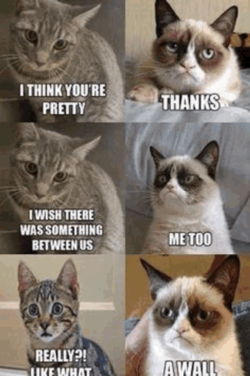 Funny Joke Meme GIF