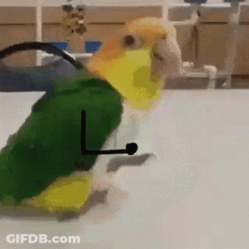 Funny Jumping And Dancing Party Parrot GIF