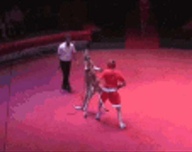 Funny Kangaroo Boxing GIF
