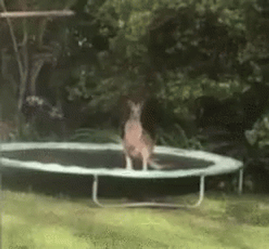 Funny Kangaroo Jumping Stance GIF
